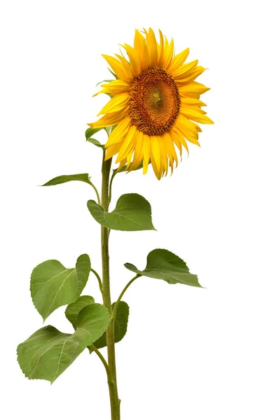 Słonecznik izolowany na białym tle. Symbol słońca. Kwiaty krzyczą — Zdjęcie stockowe