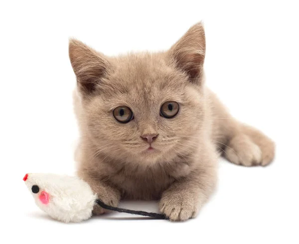 Piękny szary kotek siedzący z myszą. Brytyjski kot, jest — Zdjęcie stockowe