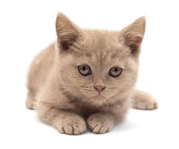 Vacker grå liten kattunge sittande. Brittisk katt, isolerad på w — Stockfoto