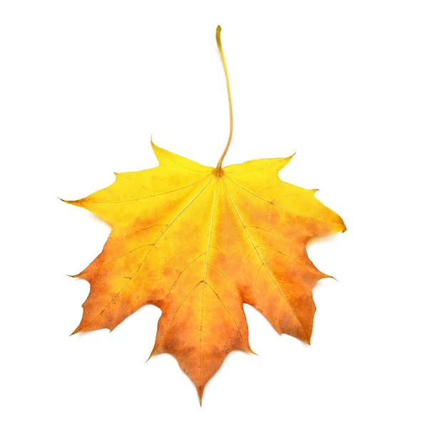 Осенний желтый кленовый лист выделен на белом фоне. Падение f — стоковое фото