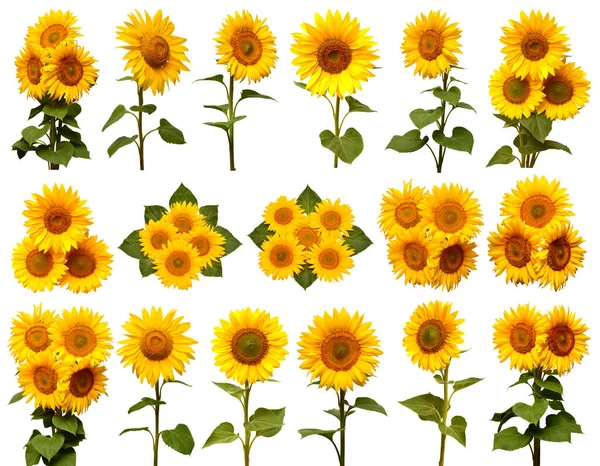 Sonnenblumen Kollektion isoliert auf weißem Hintergrund. Sonnensymbol. — Stockfoto