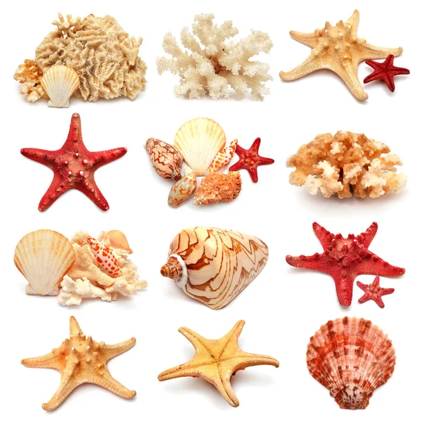 Verzameling van zeesterren, schelpen en koraal geïsoleerd op witte rug — Stockfoto