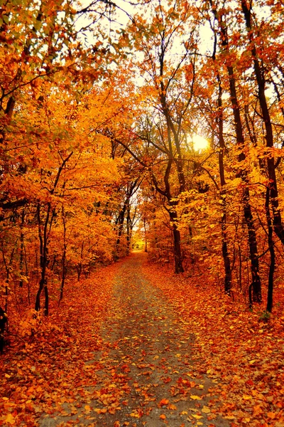 Herbstlicher Landschaftswald. Gelbe Bäume und Straße mit Sonne — Stockfoto