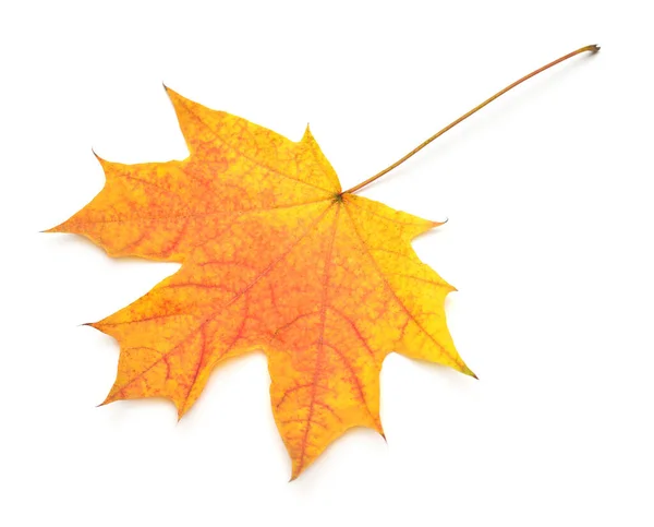 Orange maple leaf isolated on white background. Autumn, falling — Stock Photo, Image