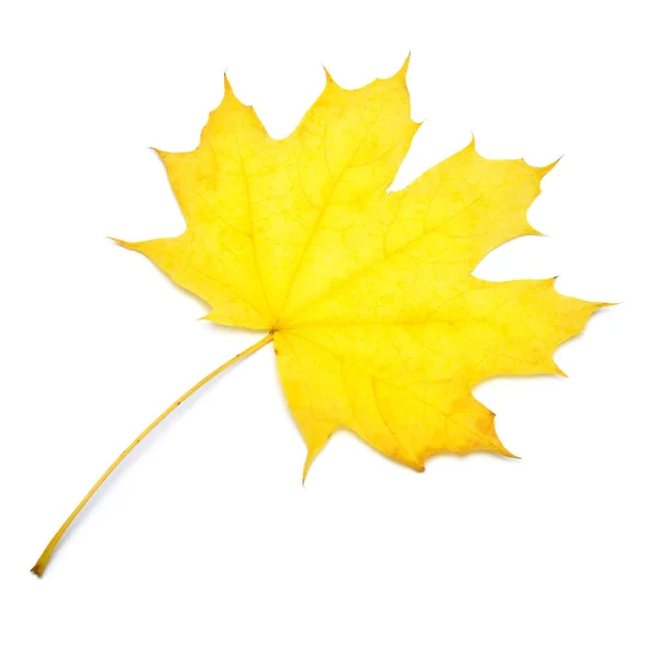 Feuille d'érable jaune d'automne isolée sur fond blanc. Chute f — Photo