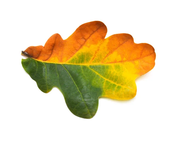 Autumn leaf of oak yellow and green isolated on white background — Stock Photo, Image