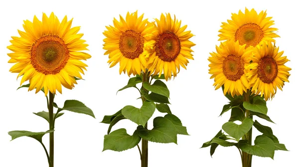 Slunečnice sbírka různé kytice izolované na bílém pozadí — Stock fotografie