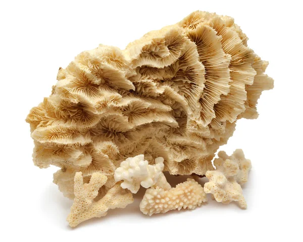 Kolekce korálů izolované na bílém pozadí. Kreativní koncept, — Stock fotografie