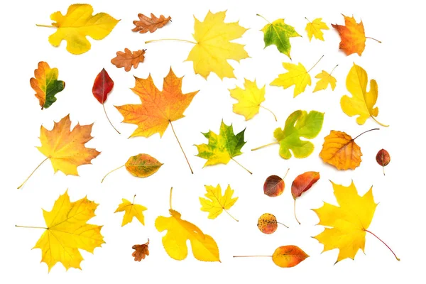 Halmaz gyönyörű sokszínű őszi juhar, nyír, eperfa és oa — Stock Fotó