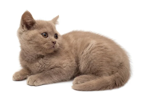 Güzel gri kedi yavrusu. İngiliz kedisi, beyaz torbada izole edilmiş. — Stok fotoğraf