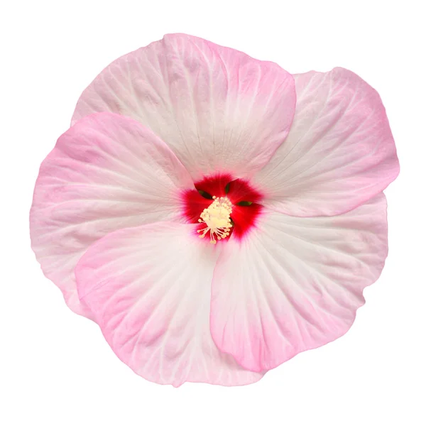 Ροζ λουλούδι ιβίσκου απομονωμένο σε λευκό φόντο. Επίπεδη τοποθέτηση, κορυφή — Φωτογραφία Αρχείου