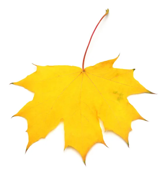 Yellow maple leaf isolated on white background. Autumn, falling — Stock Photo, Image