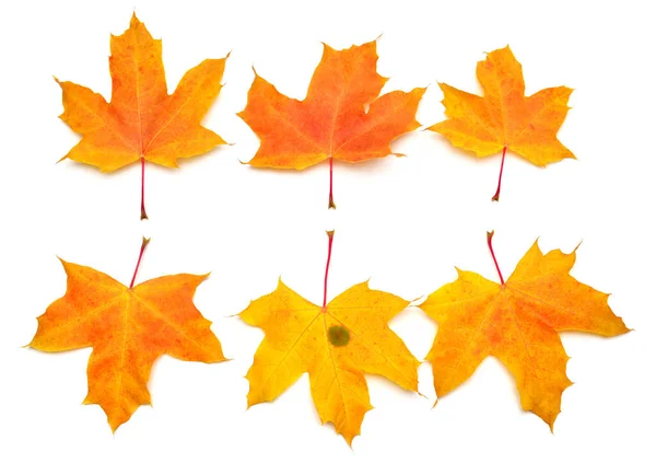 Collection yellow maple leaf isolated on white background. Autum — Stock Photo, Image