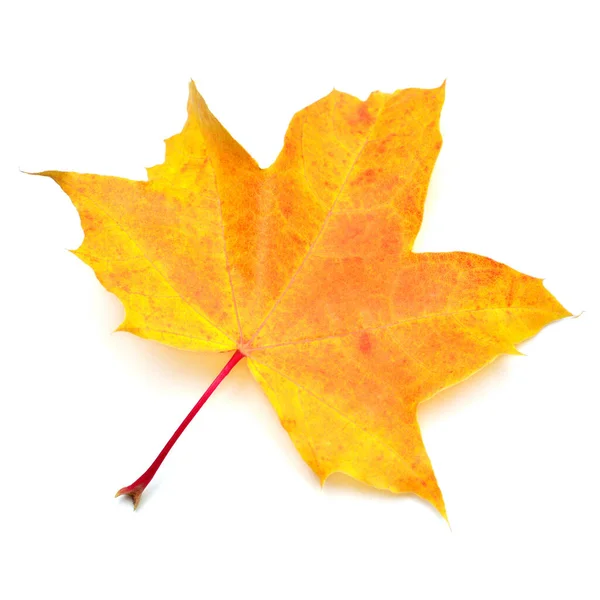 Yellow maple leaf isolated on white background. Autumn, falling — Stock Photo, Image