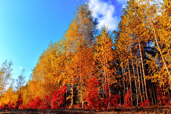 Sonbahar manzarası. Güzel sarı ve kırmızı huş ağacı, meşe ve çam ağacı — Stok fotoğraf