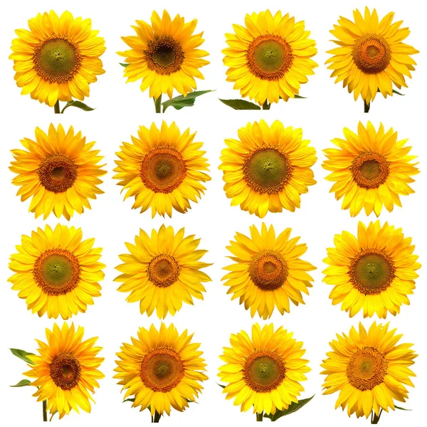 Kolekcja głowy słoneczniki izolowane na białym tle. Sym słoneczny — Zdjęcie stockowe