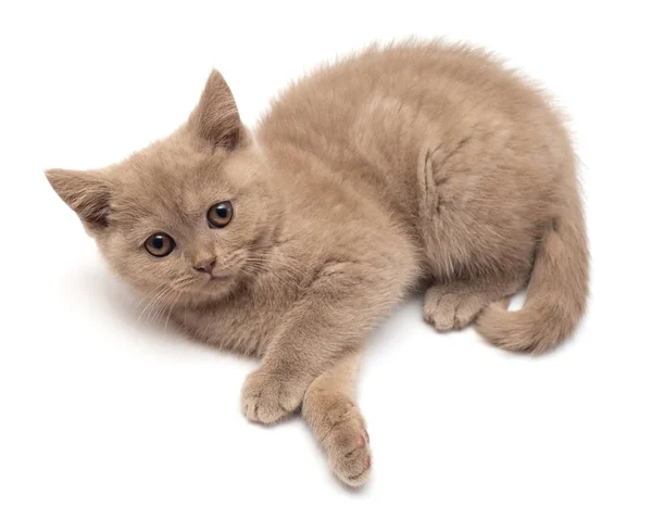 Schöne kleine graue Kätzchen spielen Pfoten. britische Katze, isoliert — Stockfoto