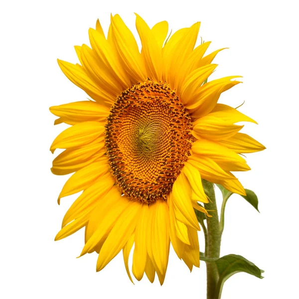 Sunflower head turned sideways isolated on white background. Sun — Stock Photo, Image