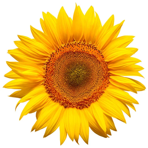 Flower of sunflower head isolated on white background. Seeds and — 스톡 사진