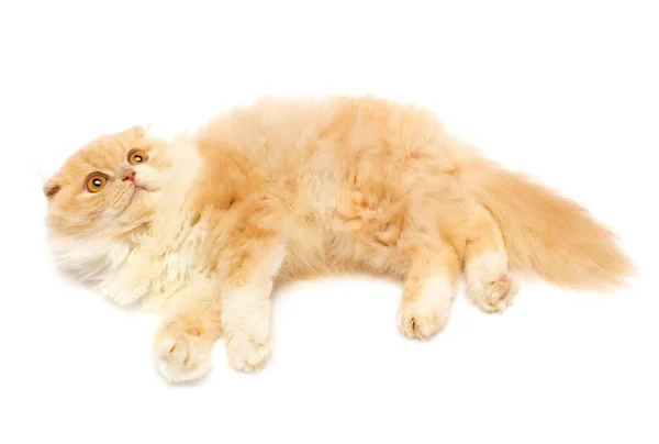 Güzel kızıl saçlı kedi yavrusu, beyaz sırtında izole bir şekilde yatıyor. — Stok fotoğraf