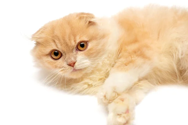 Bela gatinho ruivo posando deitado isolado no branco backg — Fotografia de Stock