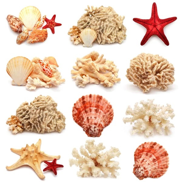 Коллекция морских звёзд, раковин и кораллов, изолированных на белой спине — стоковое фото