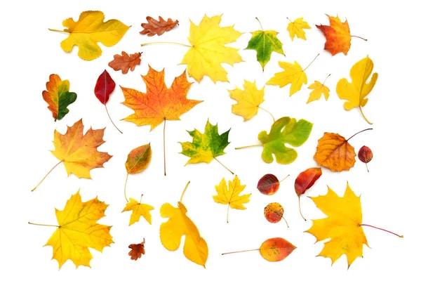 Heap beautiful multicolored autumn maple, birch, mulberry and oa — 스톡 사진