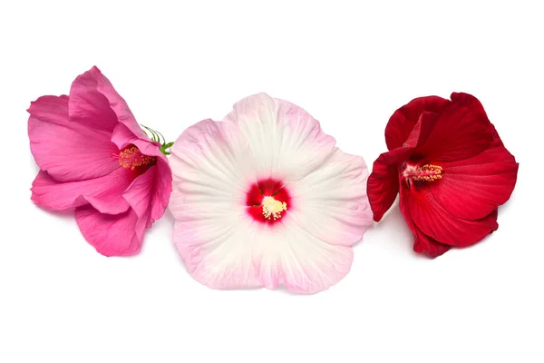 Three multicolored hibiscus flowers isolated on white background — Stock Photo, Image