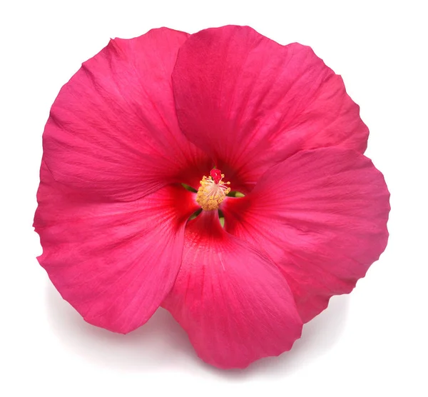 Flor de hibisco de cabeza rosa aislada sobre fondo blanco. Puesta plana — Foto de Stock