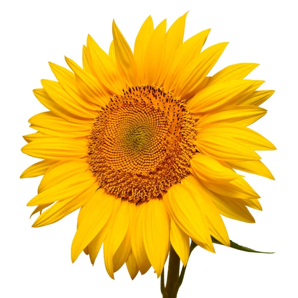 Sunflower head isolated on white background. Sun symbol. Flowers — 스톡 사진