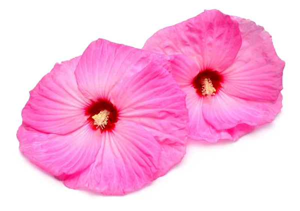 Two pink hibiscus flowers isolated on white background. Flat lay — Stock Photo, Image