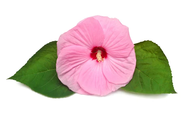 Rosa huvud hibiskus blomma med blad isolerad på vit bakgrund — Stockfoto