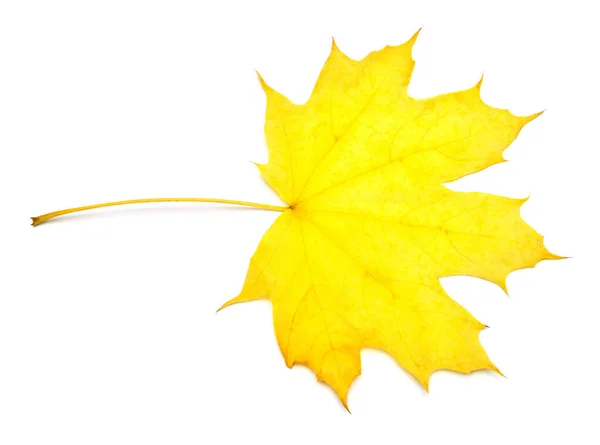 Yellow maple leaf isolated on white background. Autumn, falling — Stock Photo, Image