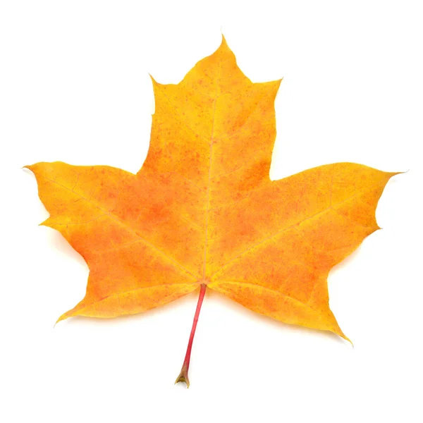 Autumn yellow maple leaf isolated on white background. Falling f — 스톡 사진
