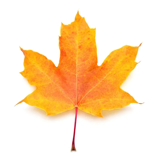 Yellow maple leaf isolated on white background. Autumn, falling — 스톡 사진
