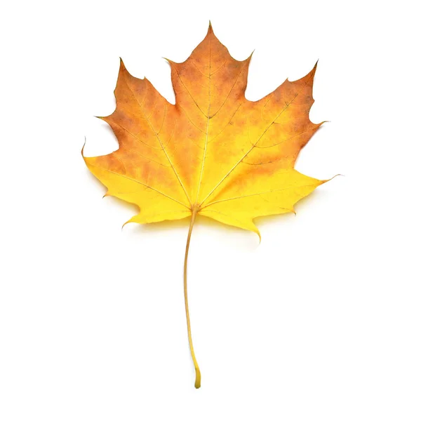 Осенний желтый кленовый лист выделен на белом фоне. Падение f — стоковое фото