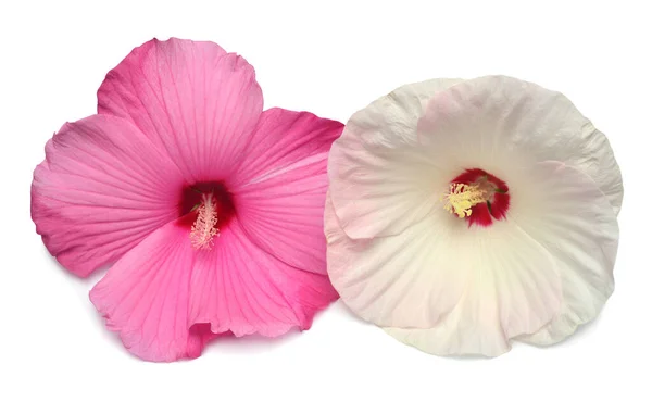 Ramo de flores. hibisco de cabeza rosa y blanca aislado en blanco b —  Fotos de Stock