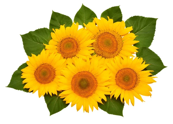 Sunflowers bouquet with leaves isolated on white background. Sun — 스톡 사진