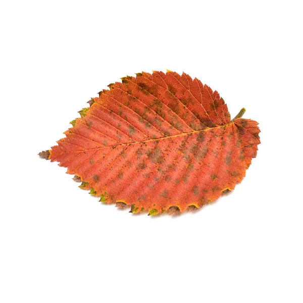 Hoja de otoño dentada roja aislada sobre fondo blanco. Puesta plana , — Foto de Stock