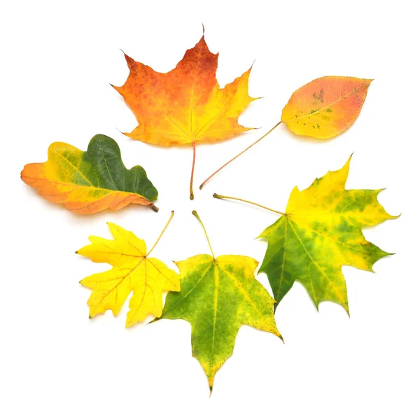 Collectie herfstblad veelkleurige esdoorn, eik en ander isolaat — Stockfoto