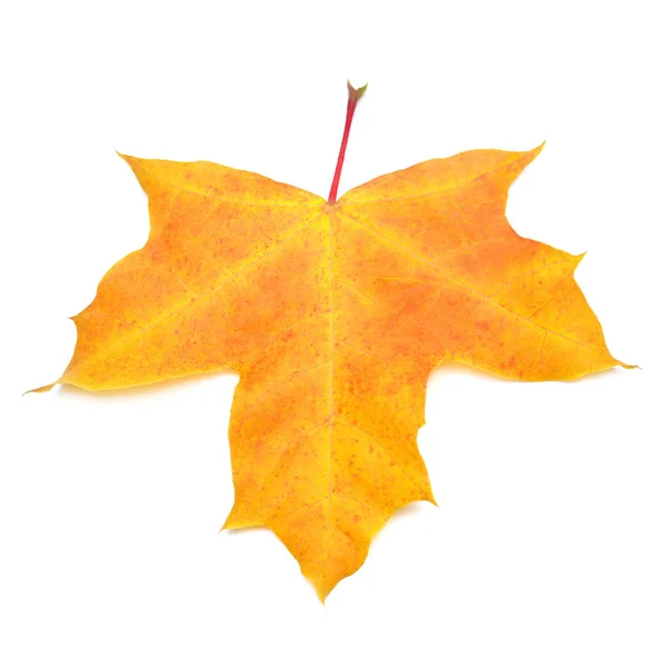 Yellow maple leaf isolated on white background. Autumn, falling — Stock Photo, Image