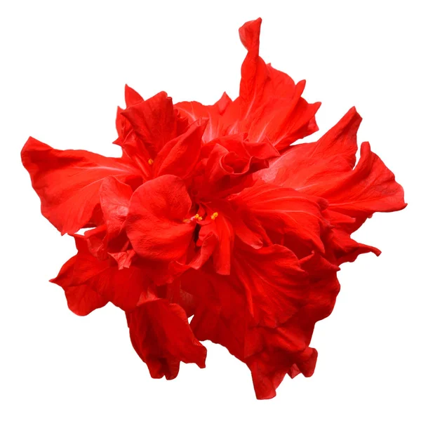 Czerwony hibiscus — Zdjęcie stockowe