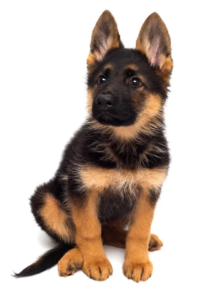 A beautiful puppy is the German shepherd, isolated on a white ba — Stock Photo, Image