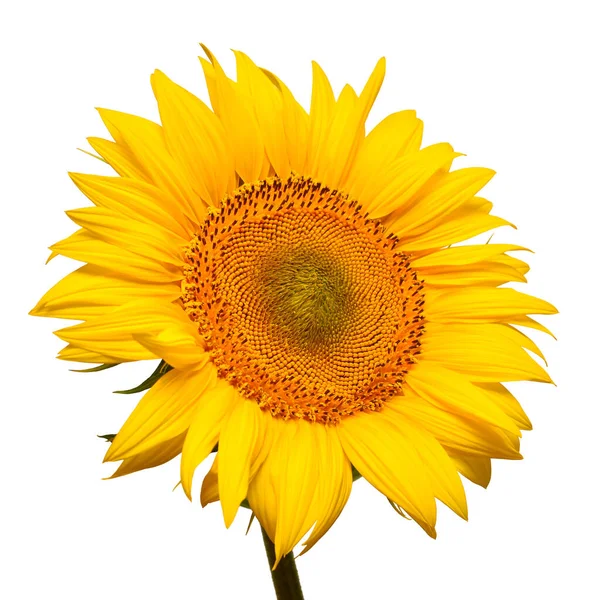 Tête de tournesol isolée sur fond blanc. Symbole solaire. Fleurs — Photo