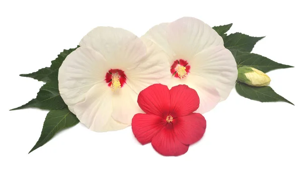 Hibiscus blanco y rojo con hojas aisladas sobre fondo blanco . — Foto de Stock