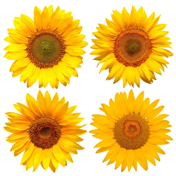 Sonnenblumen Kopf Kollektion isoliert auf weißem Hintergrund. Blumen — Stockfoto