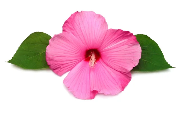Flor de hibisco de cabeza rosa con hoja aislada sobre fondo blanco — Foto de Stock