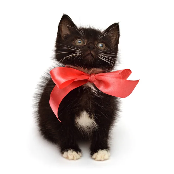 Little kitten with a bow isolated on white background. Creative — Stock Photo, Image