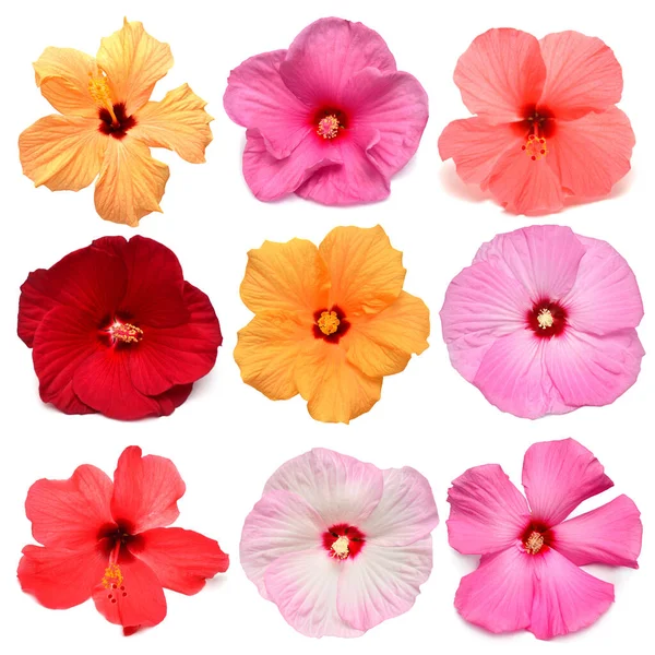 Verzamelhoofd veelkleurige hibiscus bloemen geïsoleerd op wit — Stockfoto