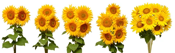 Sonnenblumen Kollektion verschiedene Bouquet isoliert auf weißem Hintergrund — Stockfoto